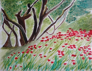 Coquelicots